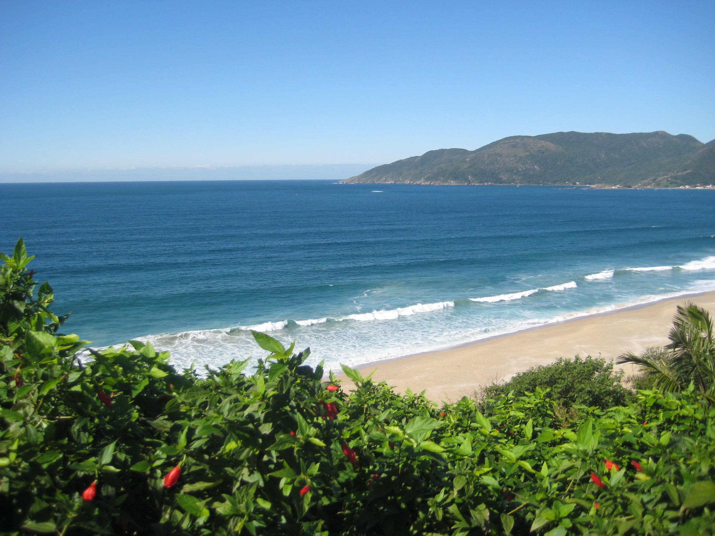  I love clean beaches, don't you? Let's keep them beautiful and take care of the wildlife. Florianopolis, Brasil 