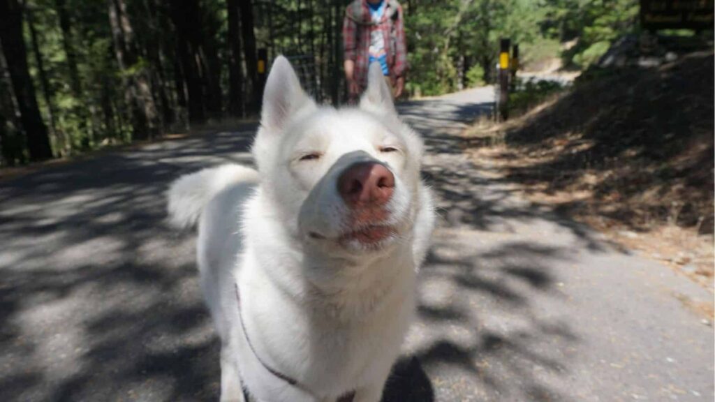 a white husky squinting