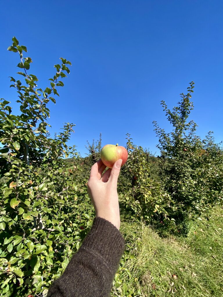 Apple Picking Ultimate Fall Bucket List